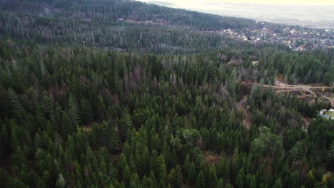 Drone-Flying-Over-Lush-Green-Coniferous-Forest-Trees-In-Holmenkollen-Area-Near-Holmenkollbakken-Ski-Jumping-Hill-In-Oslo,-Norway