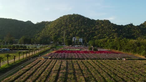 Aerial-sliding-footage-to-the-right-revealing-a-flower-park-in-Khao-Yai,-Pak-Chong,-Thailand