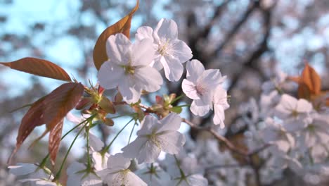 Un-Primer-Plano-De-Los-Cerezos-En-Flor,-Hermosas-Flores-Que-Florecen-Durante-La-Primavera-En-Japón