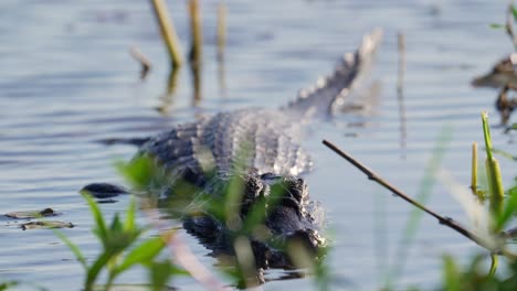 Frontal-full-body-shot-of-Red-Caiman-lying-in-shallows-of-Ibera-wetland