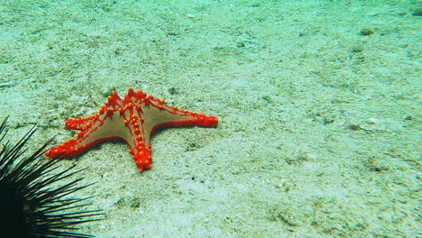 Sea-urchins,-starfish-in-the-ocean-floor,-Indian-Ocean,-Nungwi,-Zanzibar,-Tanzania