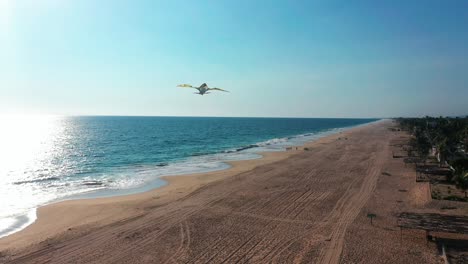 Aerial-orbiting-over-Bird-shape-kite-flying-at-tropical-Pie-de-la-Cuesta-beach,-Mexico