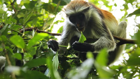 Red-colobus-monkey-feeding-on-leaves,-Zanzibar,-Tanzania,-low-angle