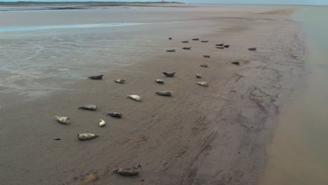 AERIAL---Colony-of-common-seals-in-Wadden-Sea-Island-mudflats,-Netherlands