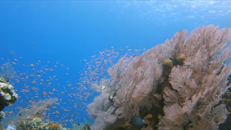 Farbenfroher-Gorgonien-Seefächer,-Der-In-Der-Meeresströmung-Weht,-Mit-Roten-Fahnenbarschen,-Die-Davor-Schwimmen
