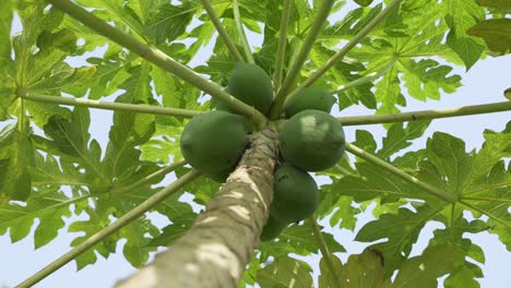 The-papaya-is-hanging-on-the-tree