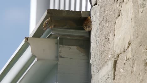 Eichhörnchen,-Das-Im-Dach-Eines-Hauses-Nistet