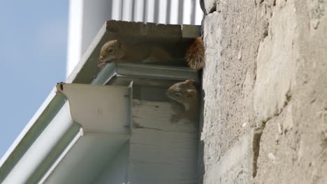 Rote-Eichhörnchen-Beschädigen-Das-Dach-Eines-Hauses