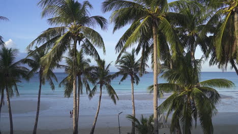 Hochwinkelaufnahme-Von-Palmen-Am-Sauberen-Strand-Der-Insel-Boracay