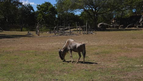 wildebeest-in-African-savannah-grazing-and-walking-in-the-sun-in-captivity