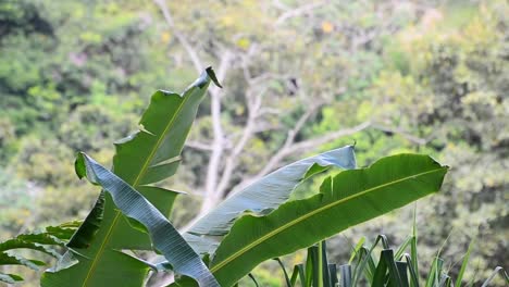Palmwedel-Einer-Großen-Bananenstaude,-Die-Stark-Im-Wind-Vor-Dem-Küstenregenwald-Von-Manuel-Antonio,-Costa-Rica,-Weht