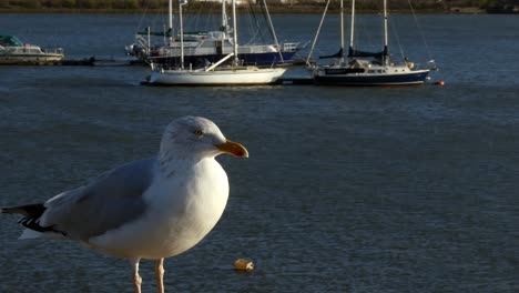 Hopeful-male-seagull-standing-on-sunny-harbour-wall-waiting-for-food,-boats-in-background