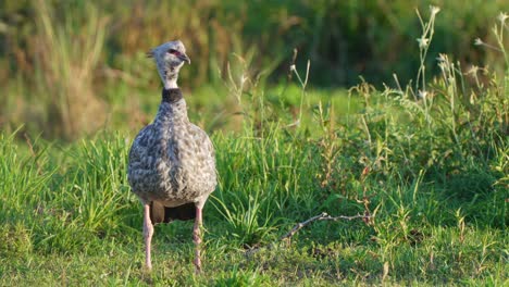 Brazilian-pantanal-southern-screamer,-chauna-torquata-standing-still-in-the-open-grass-field,-looking-to-the-right-with-beautiful-weeds-swaying-in-the-wind,-close-up-static-shot