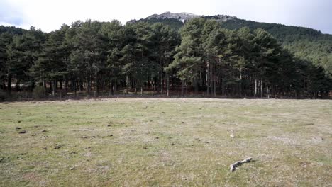 Grass-field-and-a-pine-forest-right-behind
