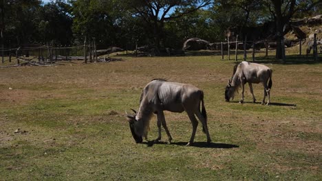 herd-of-wildebeest-in-African-savannah-grazing-under-the-sun