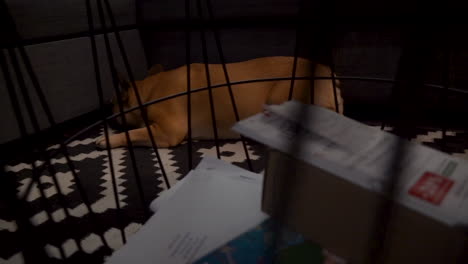 Französische-Bulldogge-Liegt-In-Einem-Dunklen-Raum-Auf-Dem-Teppich