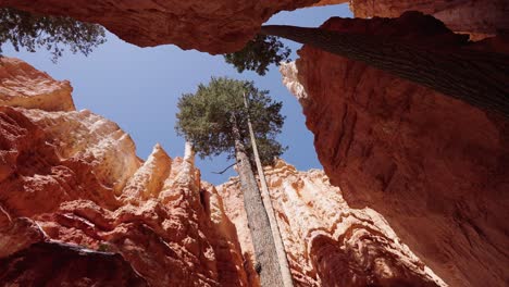 Looking-up-at-the-trees-and-cliff-sides-of-the-Bryce-Canyon-National-Park