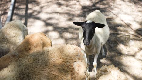 Herde-Weißer-Schafe-Auf-Einem-Bauernhof,-Weiße-Schafe-Mit-Schwarzen-Köpfen