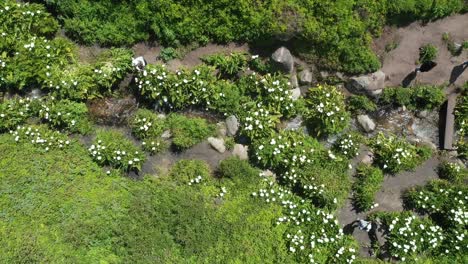 Beautiful-White-Flowers-And-Lush-Vegetation-By-The-Stream-With-People-Exploring-On-A-Sunny-Day