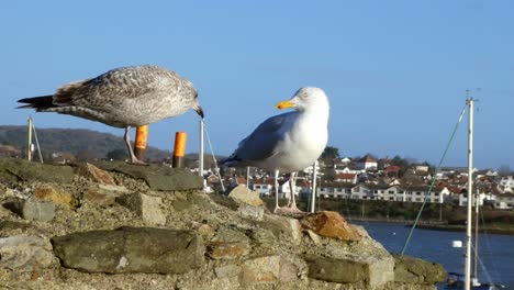 Male-and-female-seagulls-standing-on-sunny-stone-harbour-wall-waiting-for-food