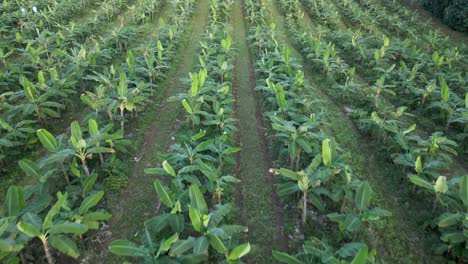 Luftaufnahmen-Einer-Großen-Kommerziellen-Bananenplantage-In-Den-Zentralen-Regionen-Costa-Ricas