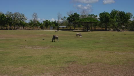 herd-of-wildebeest-in-African-savanna-grazing-under-the-sun-in-captivity