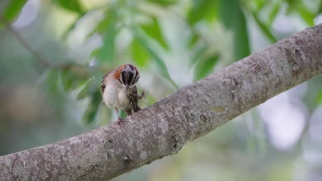 Cute-rufous-collared-sparrow,-zonotrichia-capensis-perched-on-a-tree-branch,-scratching-its-head-with-its-foot-against-beautiful-bokeh-tree-leaves-swaying-in-the-background,-static-close-up-shot