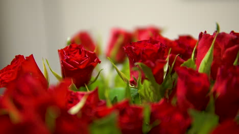 Close-up-large-bouquet-red-rose-flower-low-depth-of-field