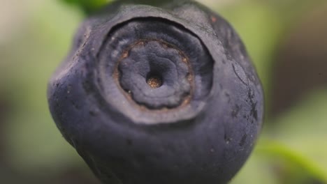 Detail-shot-of-a-blueberry-with-a-defocused-background