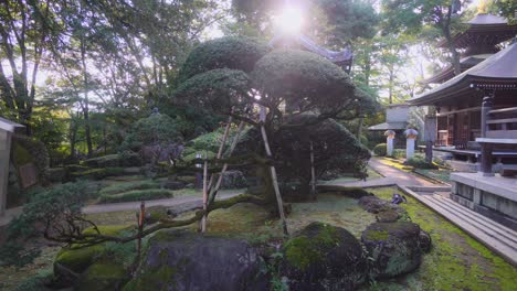 Muchos-árboles-En-Los-Templos-Budistas-En-Japón-Son-Tratados-De-La-Misma-Manera-Que-El-árbol-Bonsái