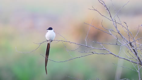 Elegant-fork-tailed-flycatcher,-tyrannus-savana-with-beautiful-long-tail-perched-conspicuously-on-tree-branch,-wondering,-observing-and-waiting-for-potential-flying-arthropods
