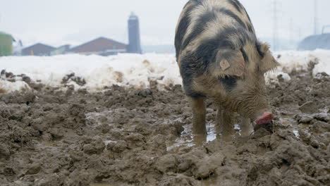 Nahaufnahme-Eines-Großen-Haarigen-Schweins,-Das-An-Verschneiten-Tagen-Im-Winter-Auf-Dem-Bauernhof-Mit-Der-Nase-Im-Schlamm-Gräbt