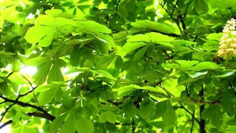 Slow-motion-shot-of-beautiful-green-leaves-swaying-in-the-wind