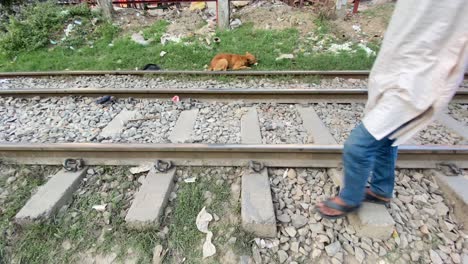 Stray-Brown-Dog-Sitting-On-Grass-Verge-Beside-Railway-Tracks-Chewing-On-Food