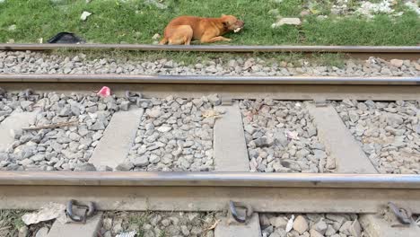 Streunender-Brauner-Hund,-Der-Auf-Dem-Grünstreifen-Neben-Bahngleisen-Sitzt-Und-Auf-Essen-Kaut
