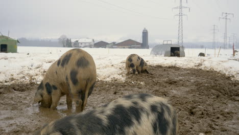 Several-hairy-pigs-with-black-dots-grazing-on-muddy-and-snowy-field-on-countryside-barn-outdoors-in-wintertime,static-medium-shot