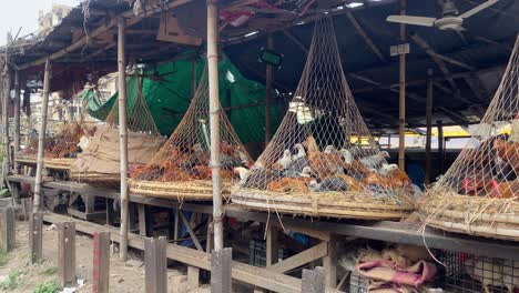 Reihe-Frischer-Hühner-In-Hängenden-Netzkäfigen-Am-Marktstand-Auf-Der-Straße-In-Dhaka