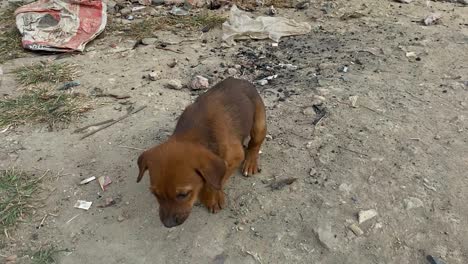 Joven-Cachorro-Marrón-Perdido-Siendo-Alertado-En-Una-Calle-Llena-De-Basura-En-Dhaka
