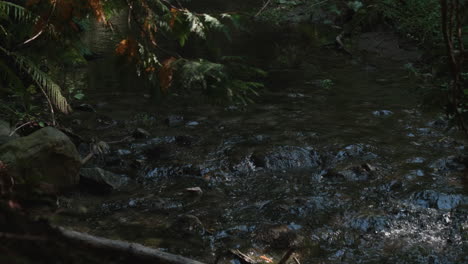 Eine-Nahaufnahme-Eines-Waldflusses,-Der-Entlang-Des-Steinbetts-Fließt