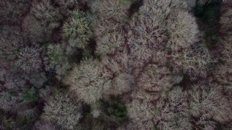 Vista-Satelital-Aérea-De-Las-Copas-De-Los-árboles-Del-Bosque-Cerca-De-Londres-Durante-El-Otoño