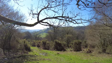 Panorámica-Tiro-Derecho-Mirando-A-Través-De-Los-árboles-De-Trail-En-Knapps-Bosquecillo-Reserva-Natural-East-Devon,-Inglaterra