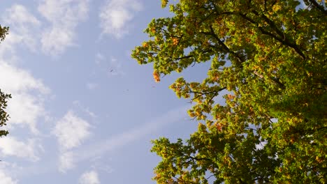 Blätter-Fallen-Im-Herbst-Von-Einem-Baum,-Sonniger-Himmel
