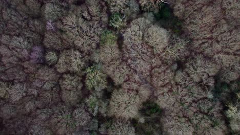 Top-down-birds-eye-view-drone-shot-of-a-forest-nature-reserve,-England