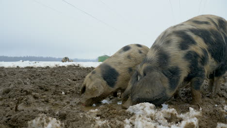 Statische-Prores-Aufnahme-Von-Hausschweinen,-Die-An-Verschneiten-Wintertagen-In-Schmutzigem-Schlamm-Nach-Nahrung-Suchen