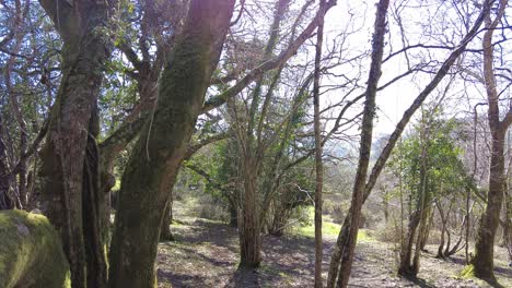 Steigender-Schuss-Eines-Waldgebiets-In-Knapps-Copse-East-Devon-England-An-Einem-Sonnigen-Tag
