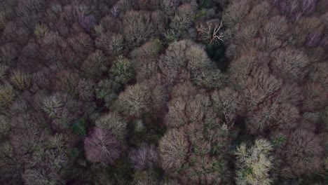 Drone-Volando-Sobre-El-Bosque-En-Stanmore-Country-Park