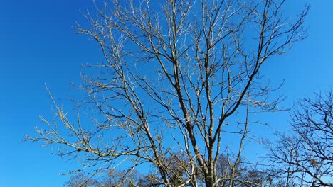 Panning-right-shot-of-trees-in-winter-with-a-blue-sky-background