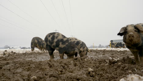 Low-angle-shot-showing-group-of-dirty-Mangalitsa-Piglets-looking-for-food-in-muddy-iced-field-during-cold-winter-day