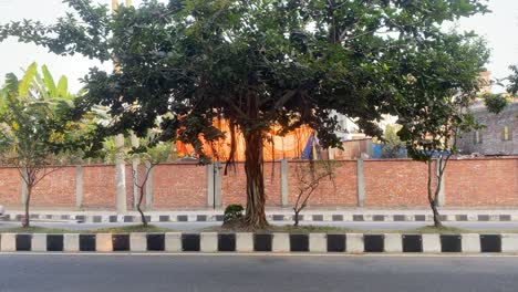 View-Of-Banyan-Tree-On-Road-Separation-Pavement-With-Traffic-Going-Past-In-Dhaka
