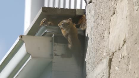 Familie-Roter-Eichhörnchen,-Die-Das-Dach-Eines-Hauses-Befallen